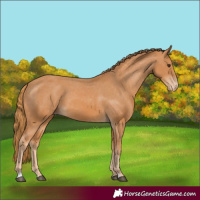 Horse Color:Chestnut Appaloosa 