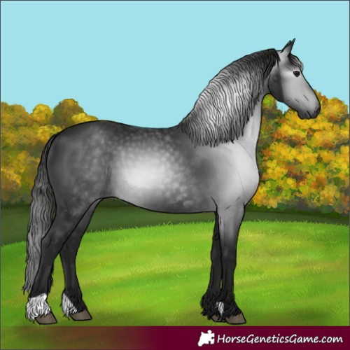 Horse Color:Unknown 