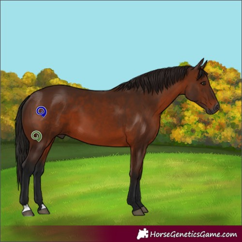 Horse Color:Gray Bay 