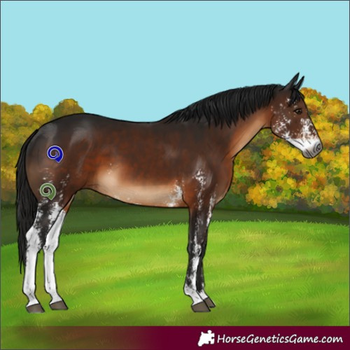 Horse Color:Gray Brown Sabino 