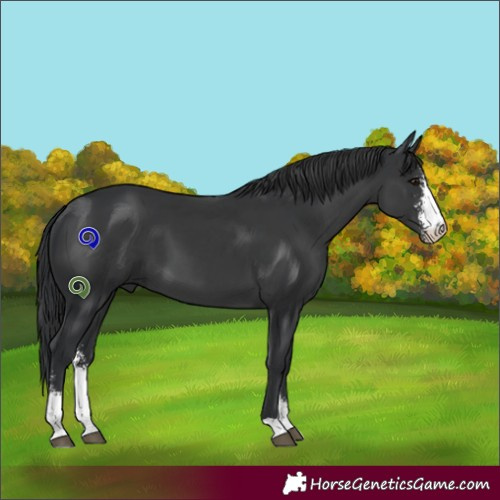 Horse Color:Black Sabino 
