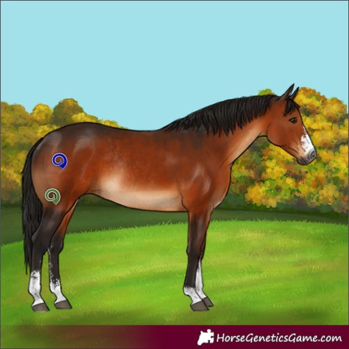 Horse Color:Gray Bay Sabino Rabicano 