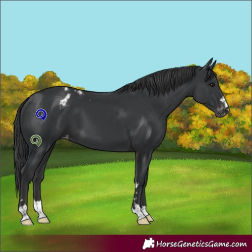 Horse Color:Black Appaloosa