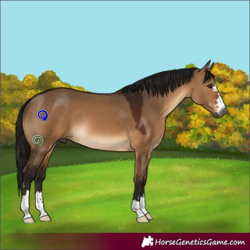 Horse Color:Gray Bay Dun