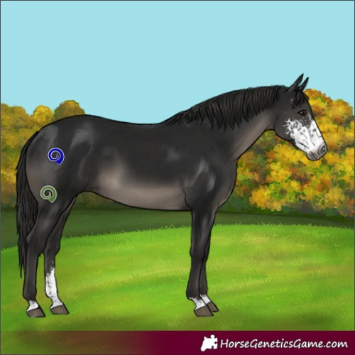 Horse Color:Gray Black Sabino 