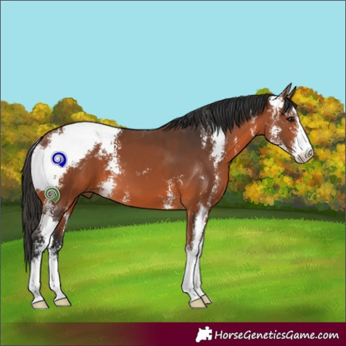 Horse Color:Bay Sabino 