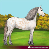 Horse Color:Bay Dun Splash Appaloosa 