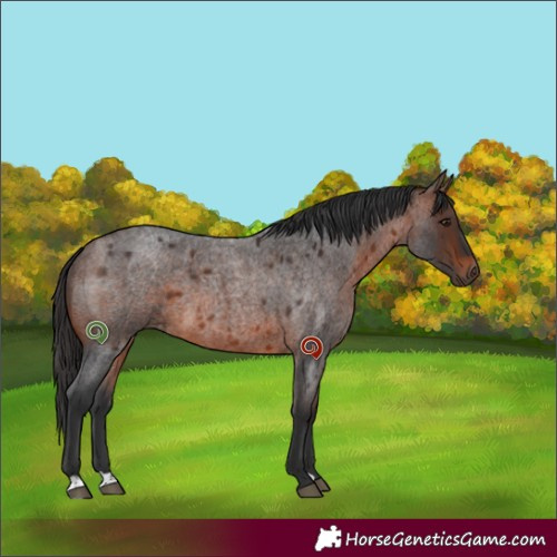 Horse Color:Brown Roan 
