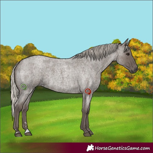 Horse Color:Silver Blue Roan 