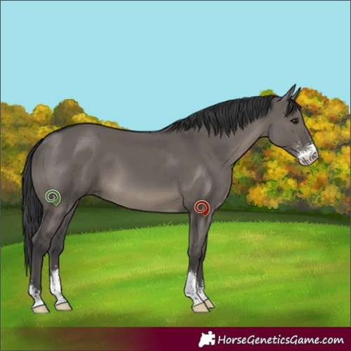 Horse Color:Grullo Sabino 