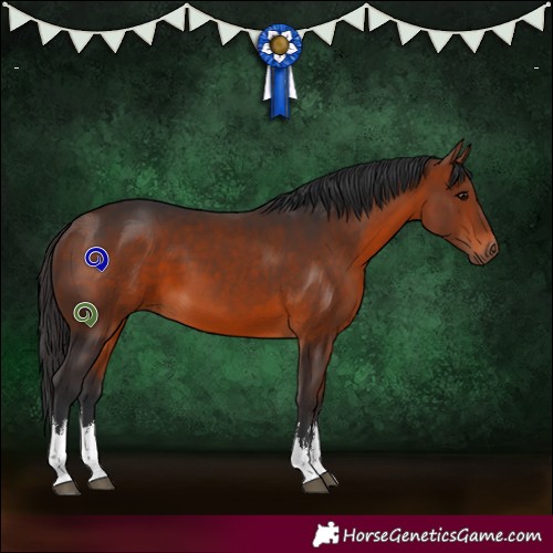 Horse Color:White Spotted Bay 