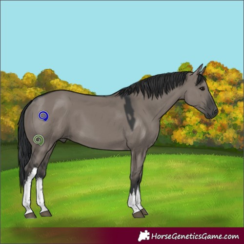 Horse Color:White Spotted Grullo 