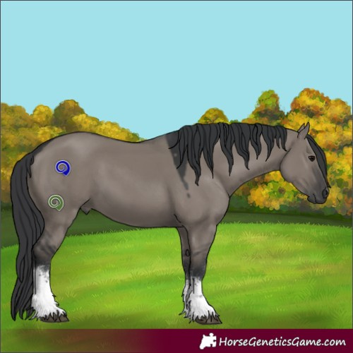 Horse Color:White Spotted Grullo 