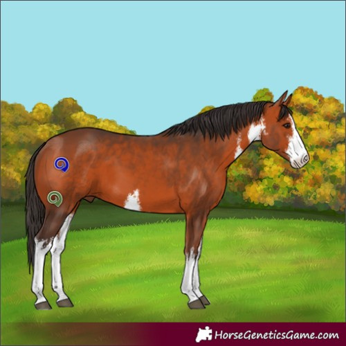 Horse Color:White Spotted Bay 
