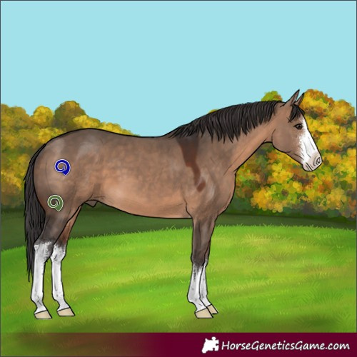 Horse Color:White Spotted Brown Dun 