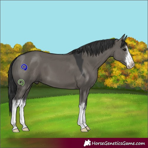 Horse Color:White Spotted Grullo