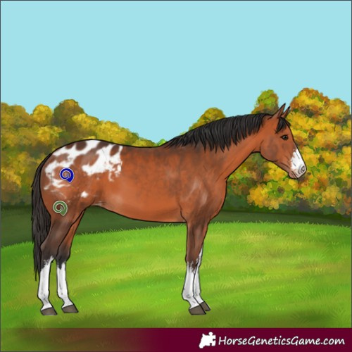 Horse Color:White Spotted Bay Appaloosa