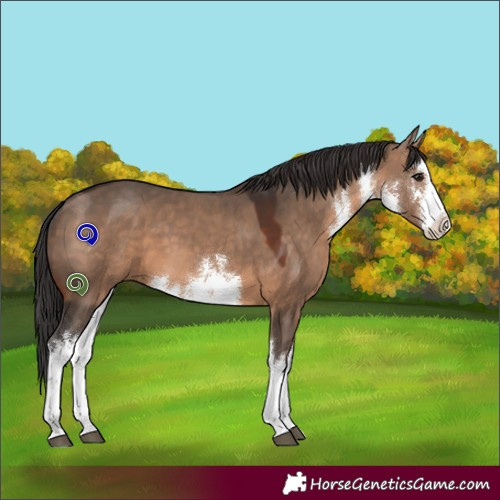 Horse Color:White Spotted Brown Dun 