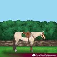 Horse Color:Buckskin Roan Dun 