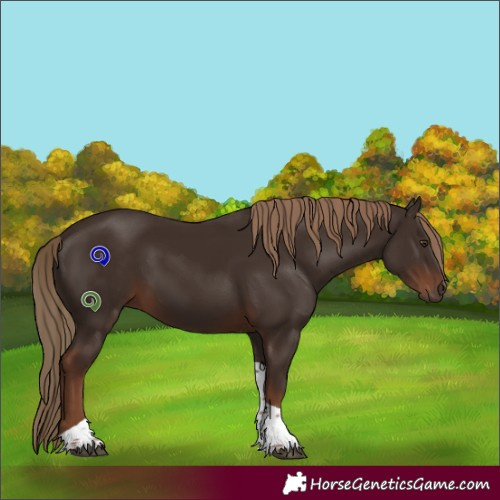 Horse Color:Liver Chestnut Tobiano 