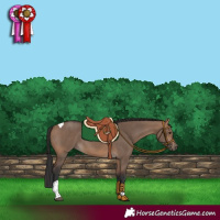 Horse Color:Bay Dun Tobiano Rabicano 