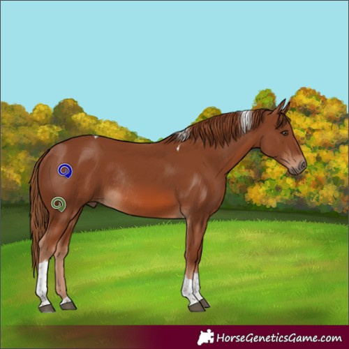 Horse Color:Chestnut Tobiano Rabicano 