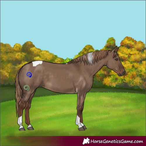 Horse Color:Liver Red Dun Tobiano 