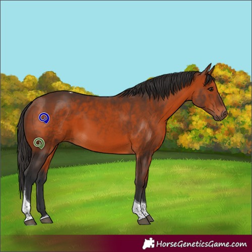 Horse Color:Bay Tobiano 
