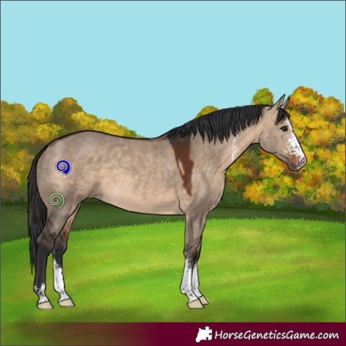 Horse Color:Brown Dun Sabino 