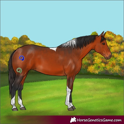 Horse Color:Bay Tobiano 