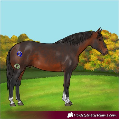 Horse Color:Bay Tobiano 