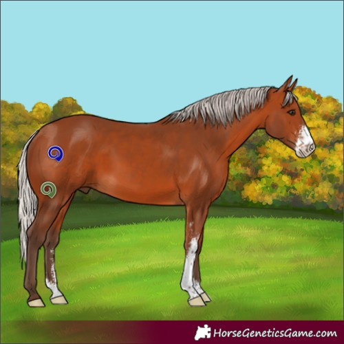 Horse Color:Silver Bay Sabino 