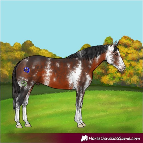 Horse Color:Bay Sabino 