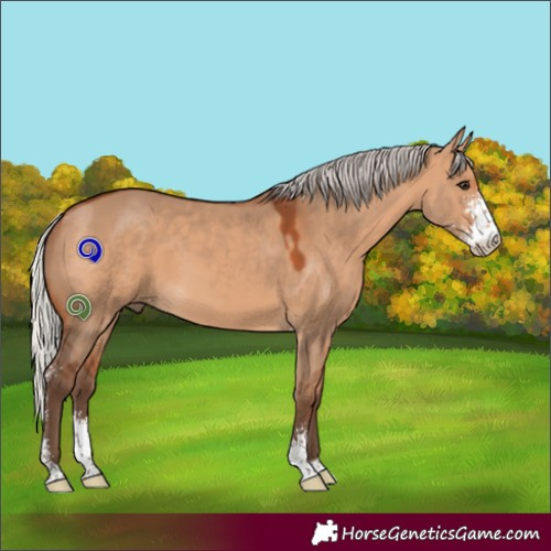 Horse Color:Silver Bay Dun Sabino 