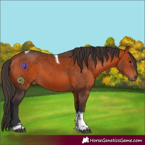 Horse Color:Bay Tobiano 