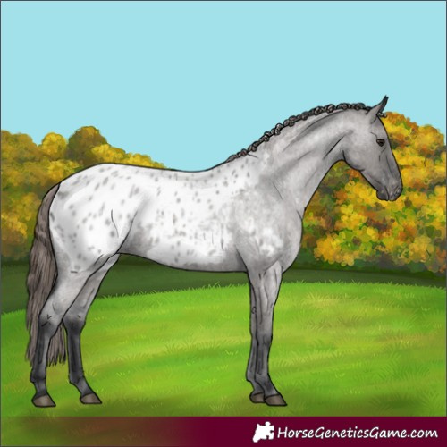 Horse Color:Grullo Roan Appaloosa 
