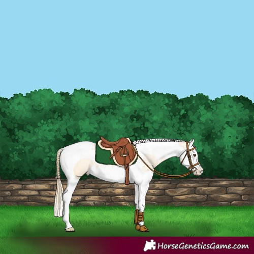 Horse Color:Buckskin Dun Splash Tobiano Appaloosa 
