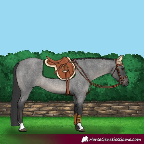 Horse Color:Blue Roan 