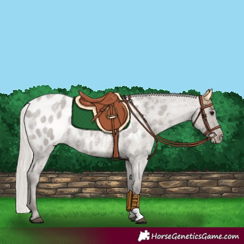 Horse Color:Silver Grullo Roan Appaloosa 