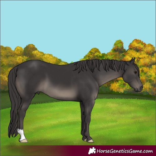 Horse Color:Smoky Black 