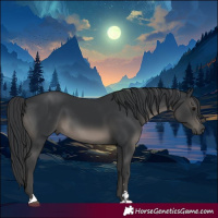 Horse Color:Black 