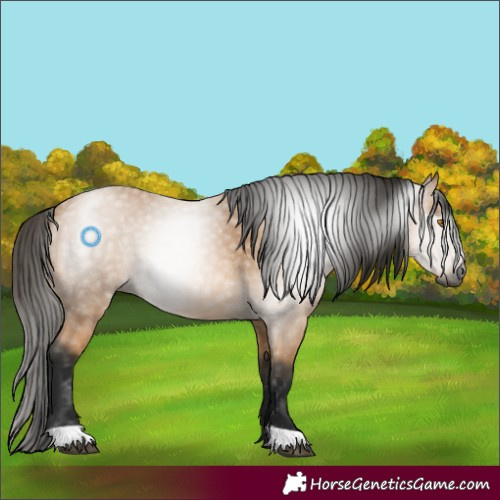 Horse Color:Gray Buckskin 