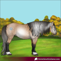 Horse Color:Gray Buckskin 