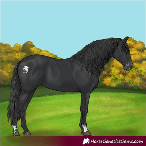 Horse Color:Black  and Black Appaloosa 