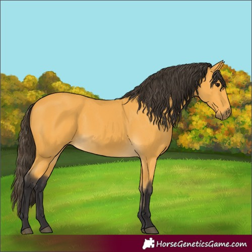 Horse Color:Buckskin 