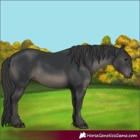 Horse Color:Black 