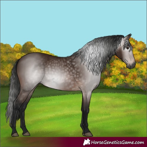 Horse Color:Gray Bay 