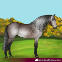 Horse Color:Gray Bay 