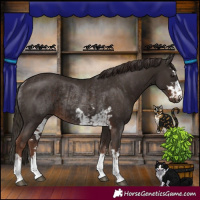 Horse Color:Liver Chestnut  and Liver Chestnut Rabicano 