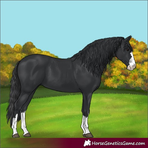 Horse Color:Black 
